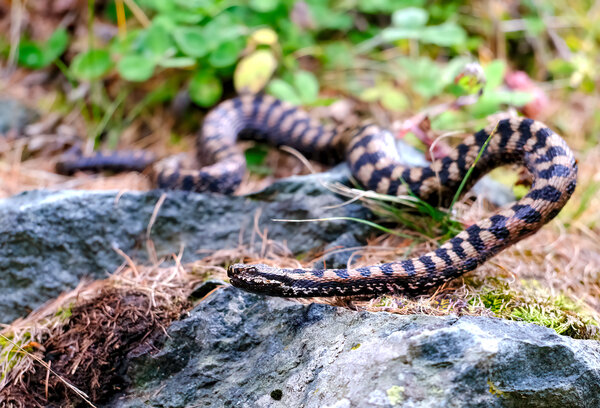 Vipera aspis